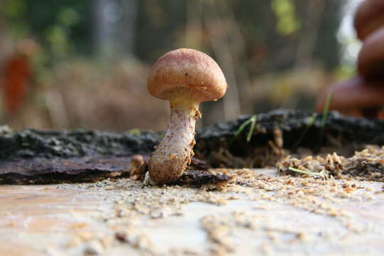 Image of Gymnopilus luteofolius (Peck) Singer 1951