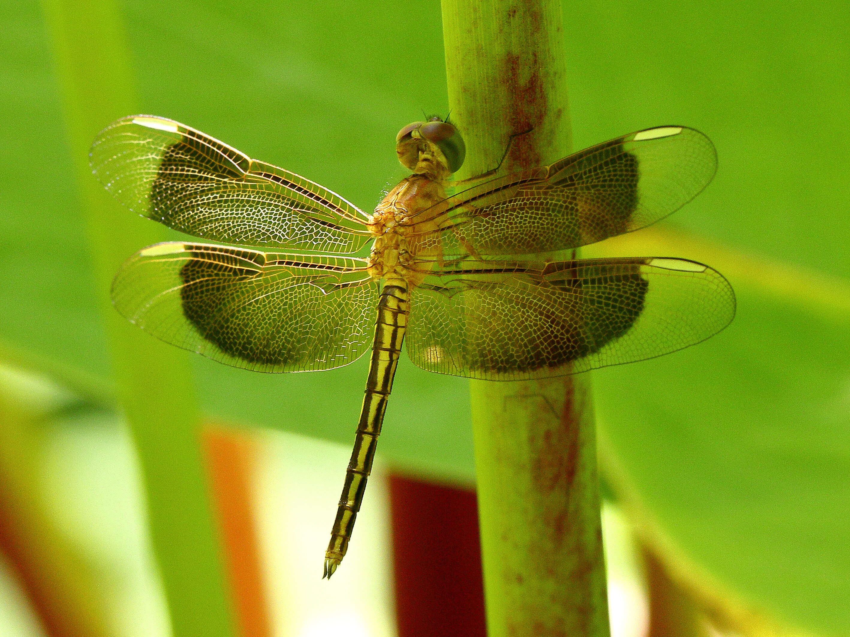 Image of Neurothemis stigmatizans (Fabricius 1775)