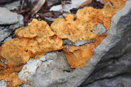 Image of Dog vomit slime mold