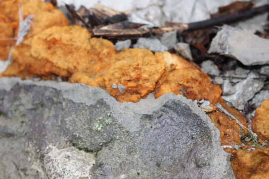 Image of Dog vomit slime mold