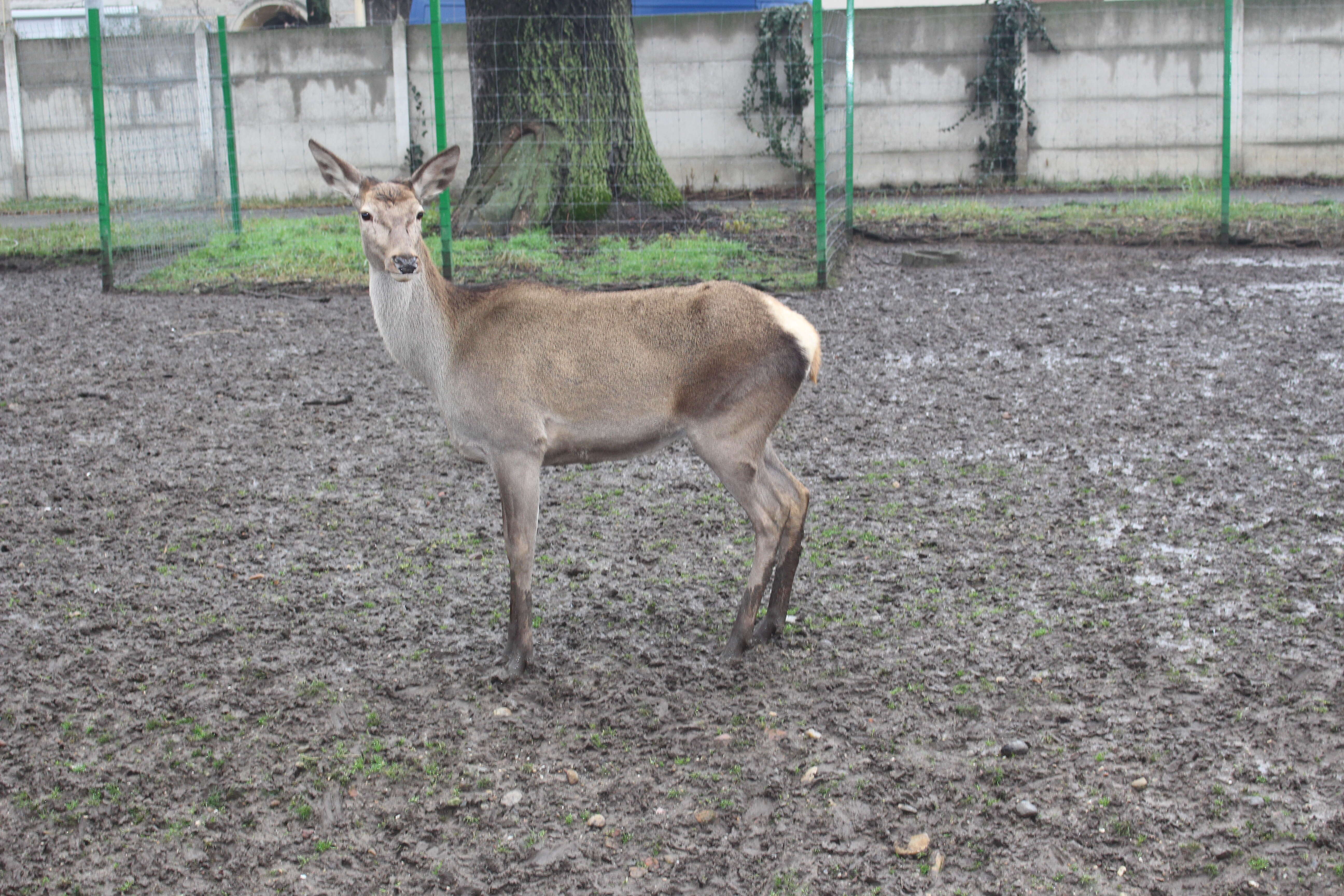 Image of Cervus elaphus hippelaphus