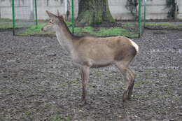 Image of Cervus elaphus hippelaphus