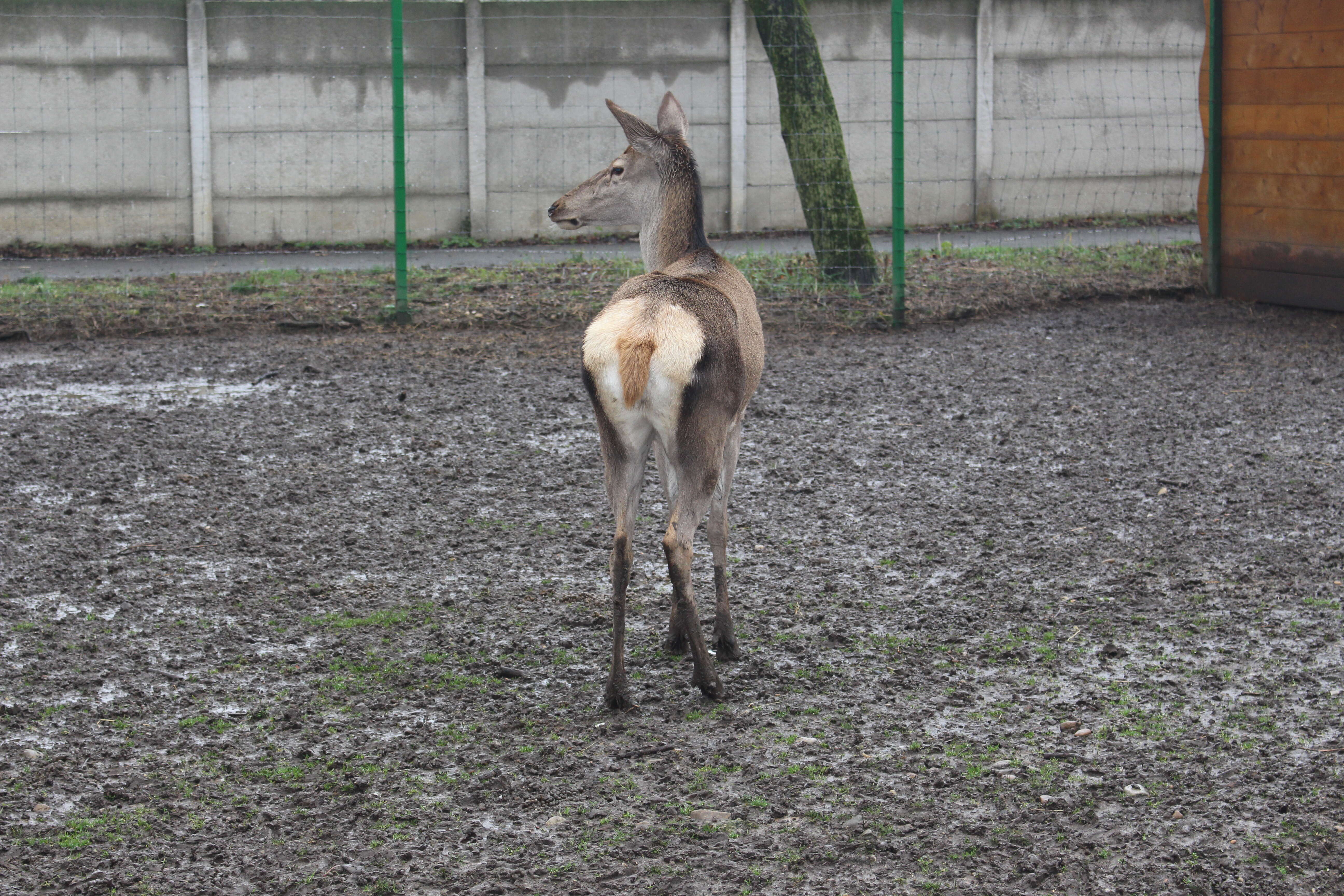 Image of Cervus elaphus hippelaphus