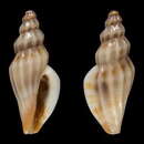 Image of Eucithara pulchra Bozzetti 2009