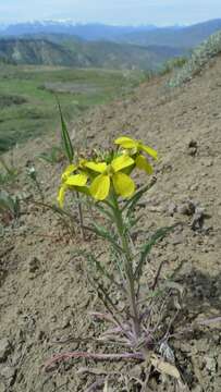 Image of Cascade wallflower