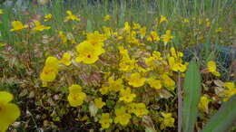 Image of Erythranthe guttata (DC.) G. L. Nesom