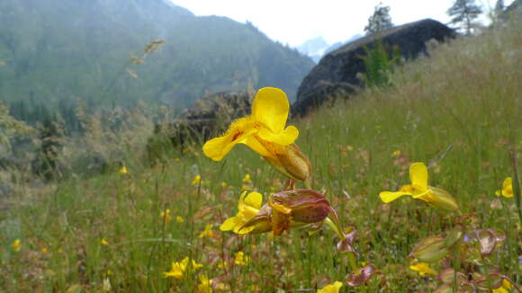 Image of Erythranthe guttata (DC.) G. L. Nesom