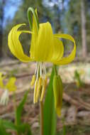 Image of Glacier Lily