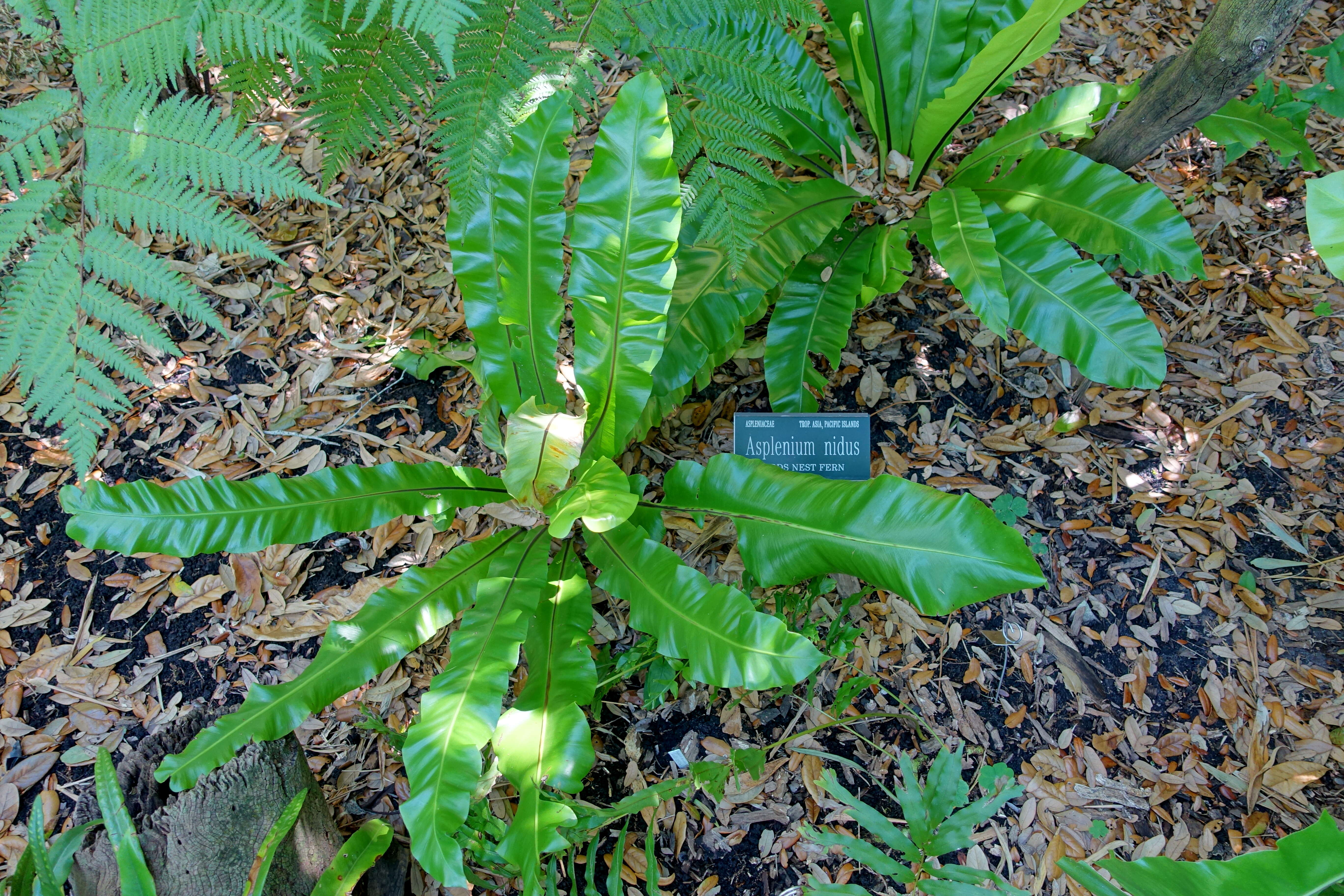 Слика од Asplenium nidus L.