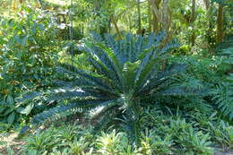 Слика од Encephalartos ferox G. Bertol