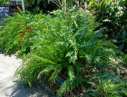 Image of Cycad