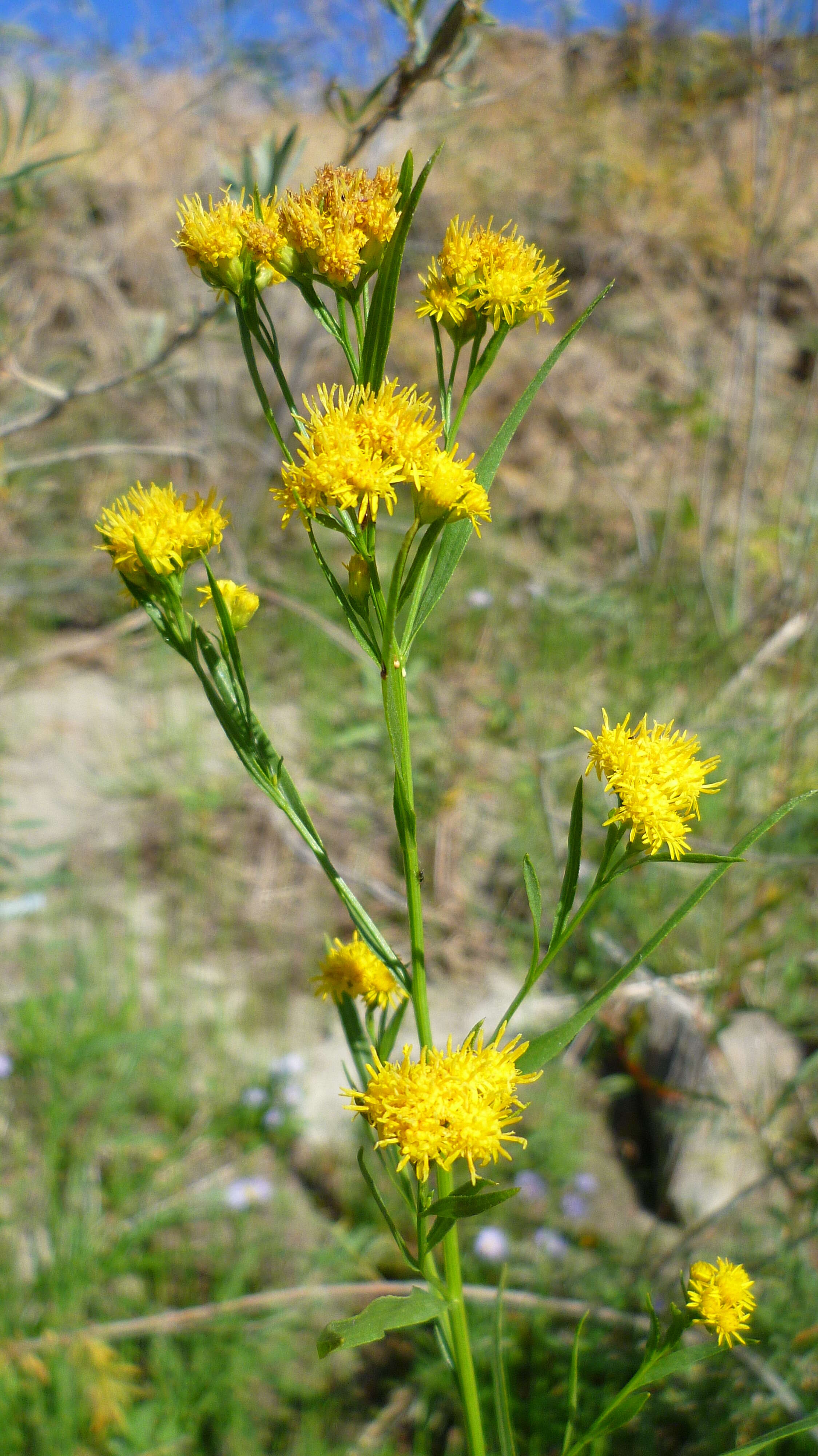 Plancia ëd Euthamia occidentalis Nutt.