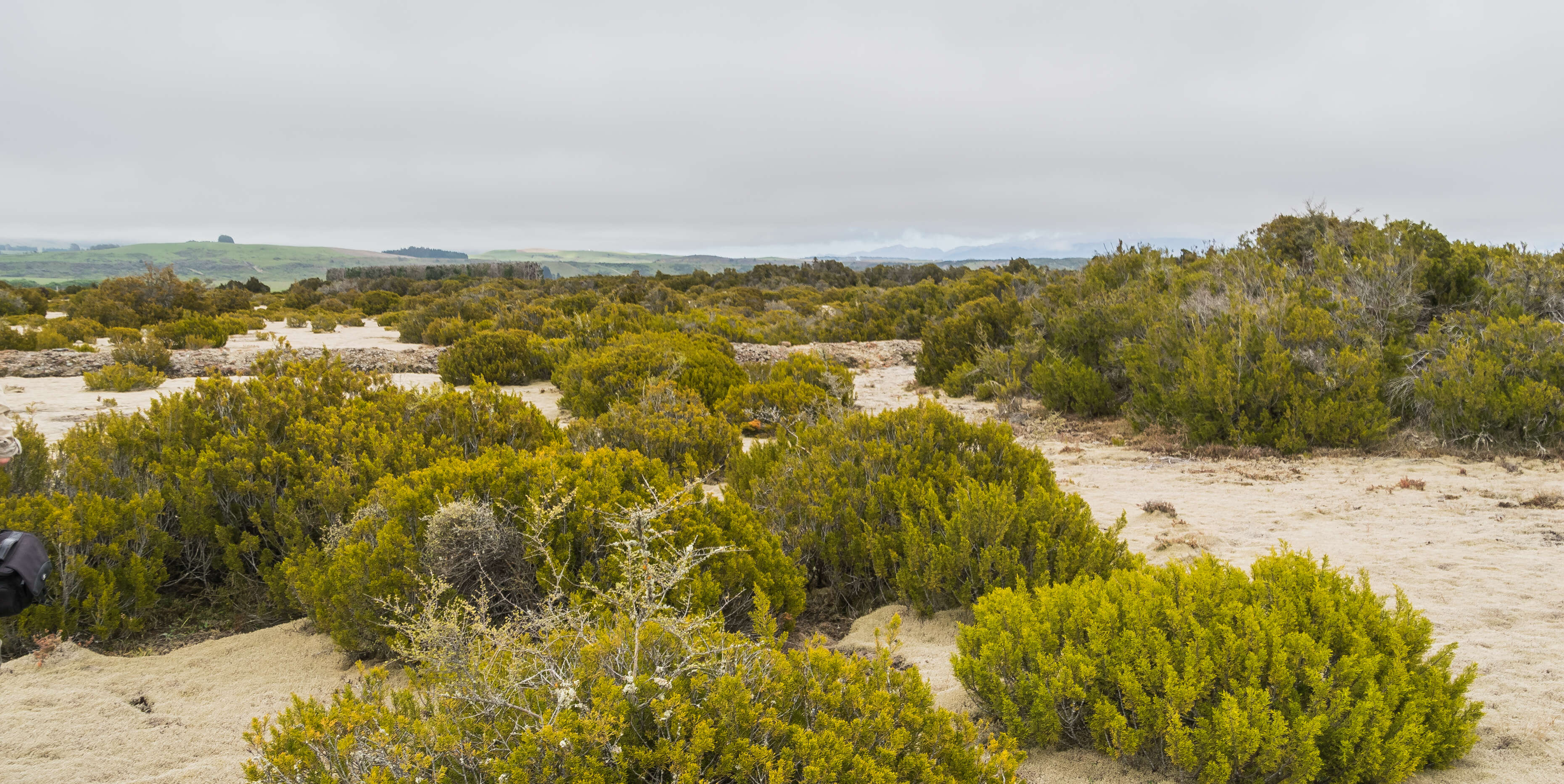 Image of Bog Pine