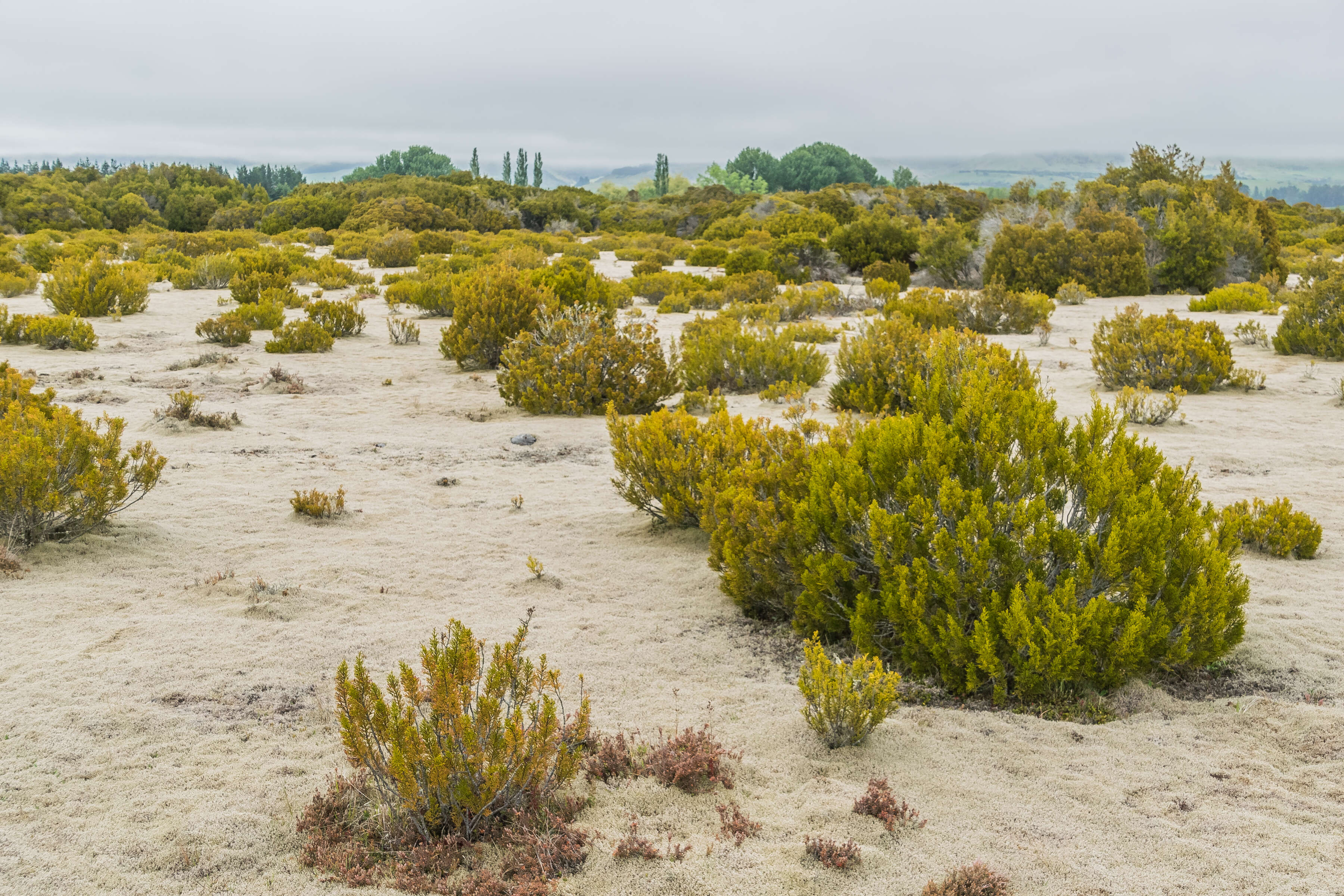 Image of Bog Pine