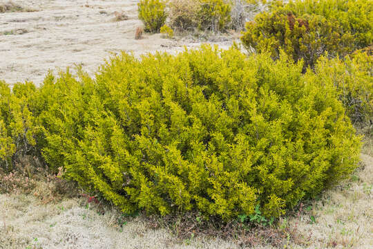 صورة Halocarpus bidwillii (Hook. fil. ex Kirk) Quinn