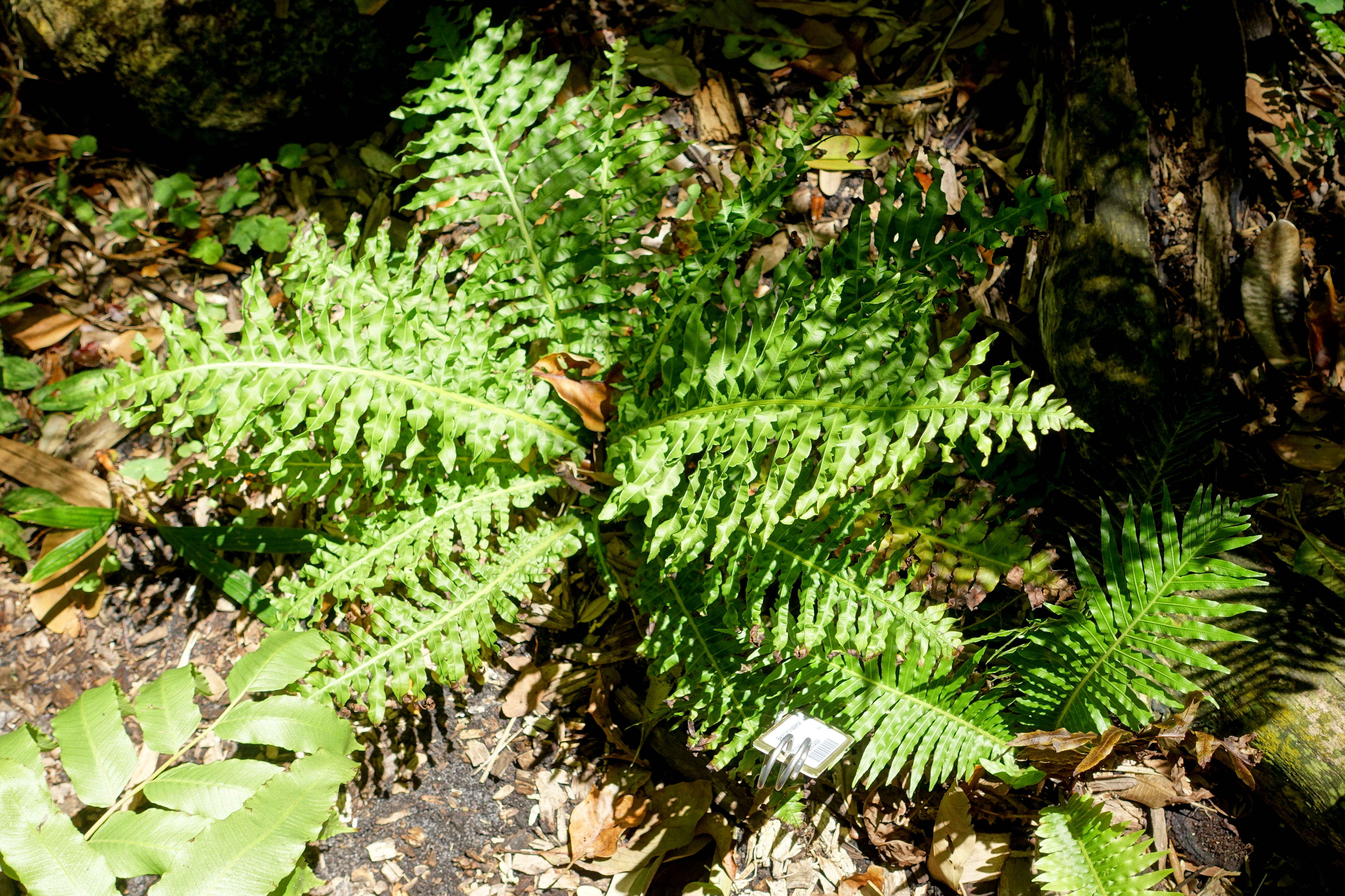 Image of Neoblechnum brasiliense (Desv.) Gasper & V. A. O. Dittrich