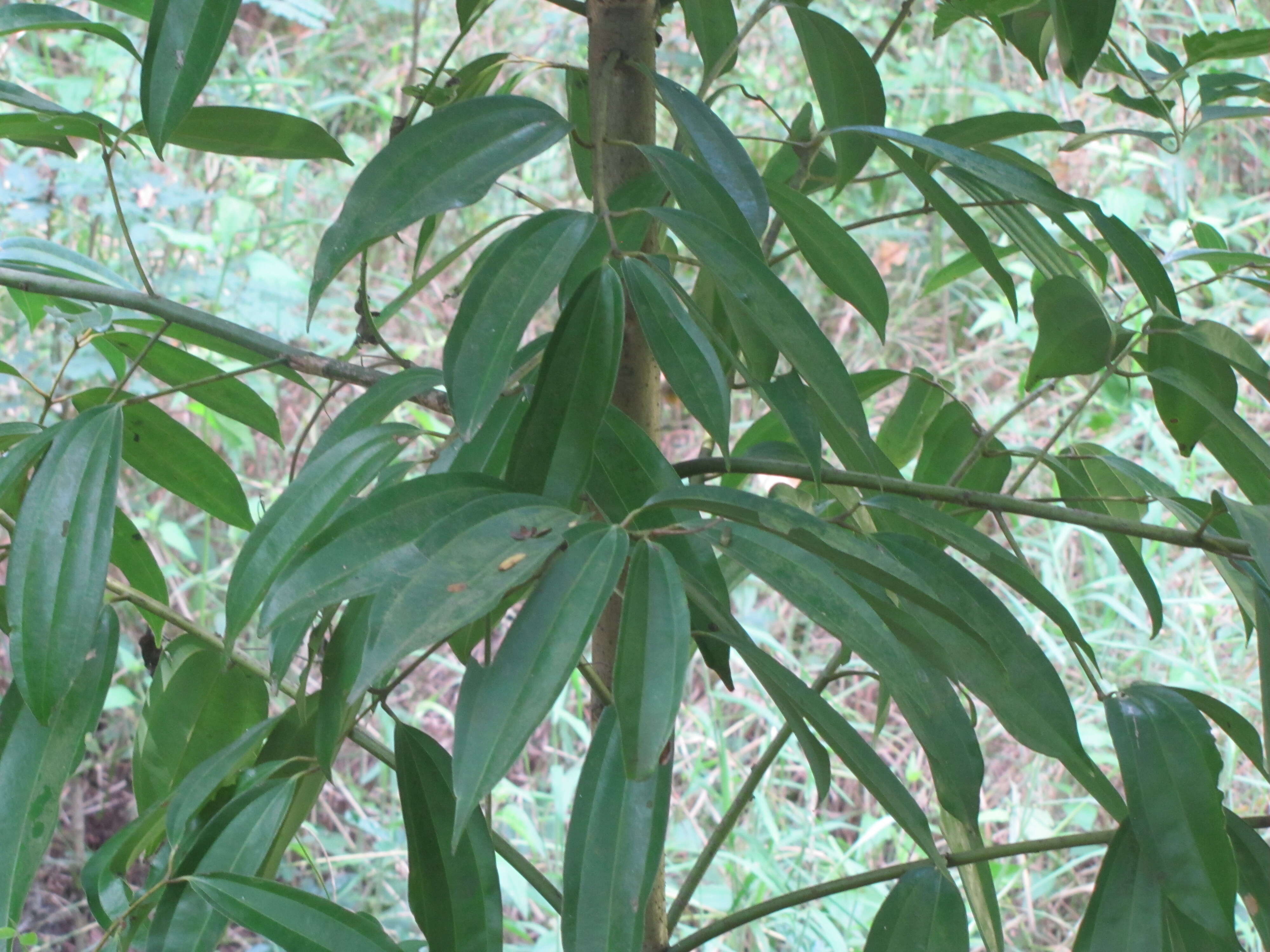 Imagem de Cinnamomum malabatrum (Burm. fil.) Presl