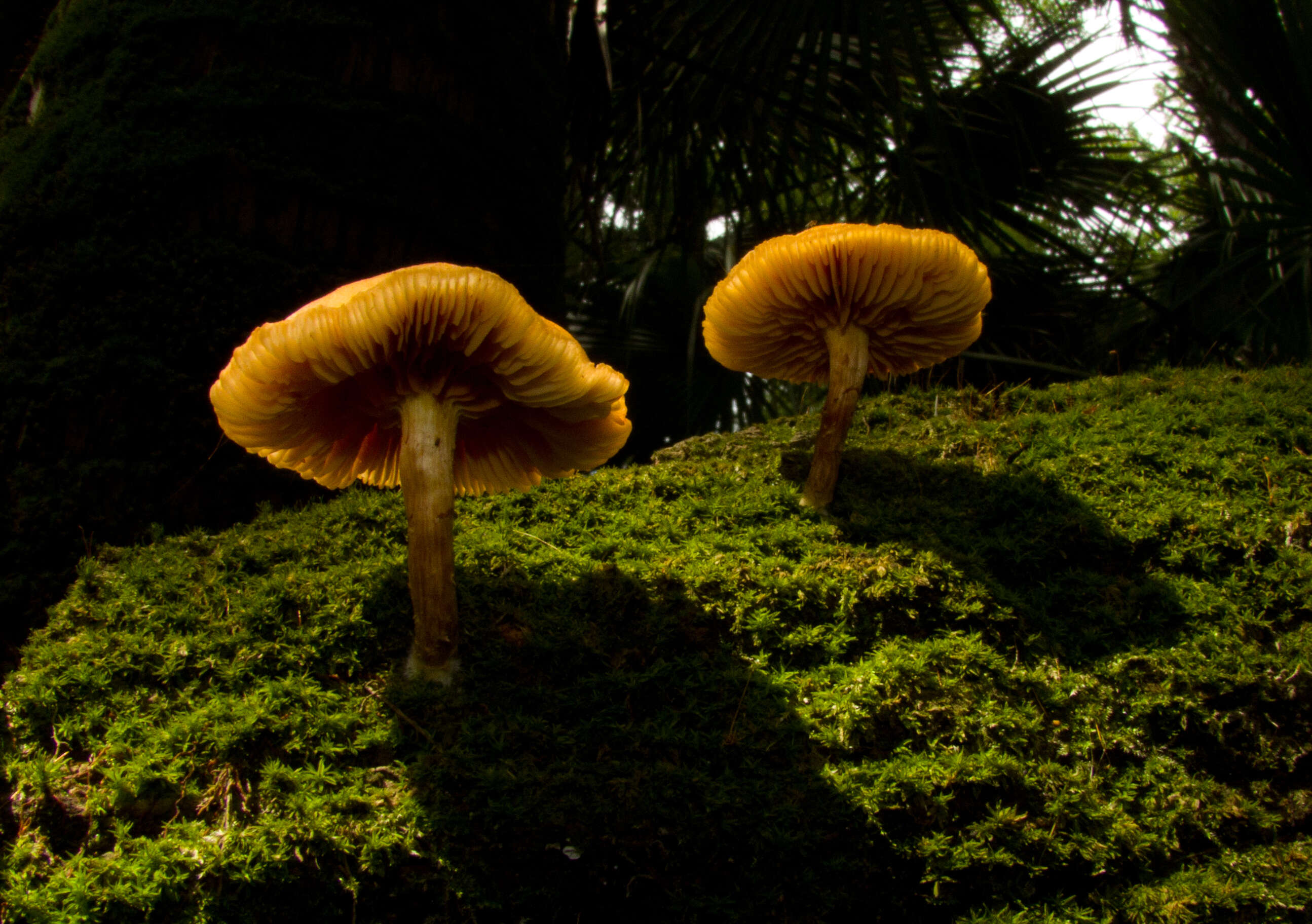 Image of Gymnopilus palmicola Murrill 1913