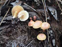 Image of Gymnopilus palmicola Murrill 1913