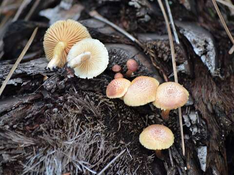 Image of Gymnopilus palmicola Murrill 1913