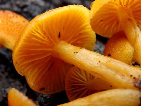 Gymnopilus luteoviridis Thiers 1959 resmi