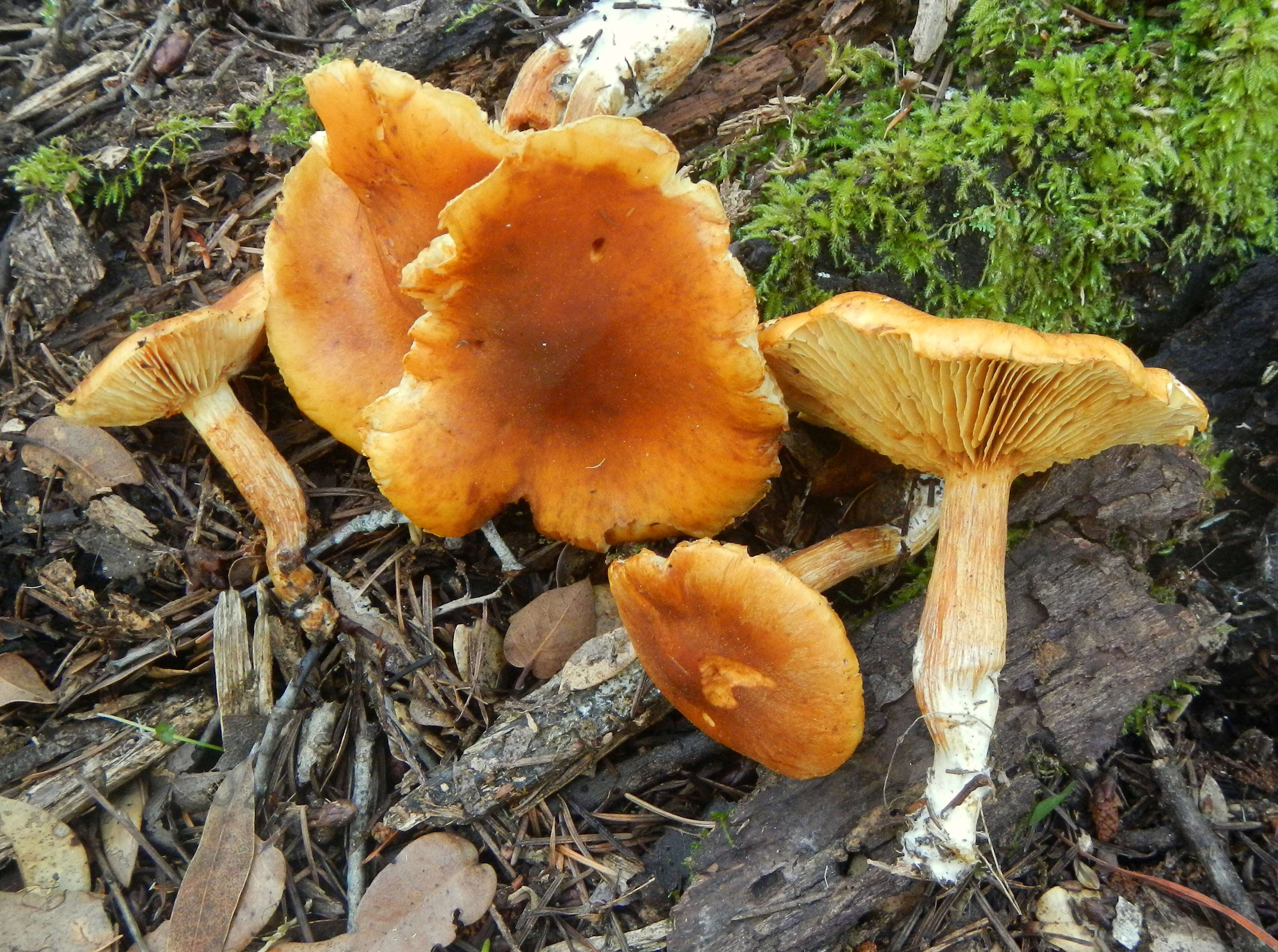 Image of Gymnopilus luteocarneus Hesler 1969