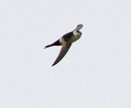 Image of Andean Swift