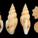Image of Mangelia striolata Risso 1826