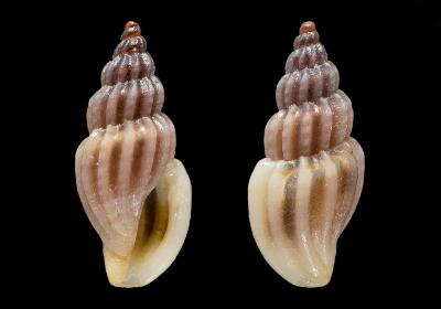Image of Mangelia unifasciata (Deshayes 1835)