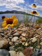 Image of Common perennial gaillardia