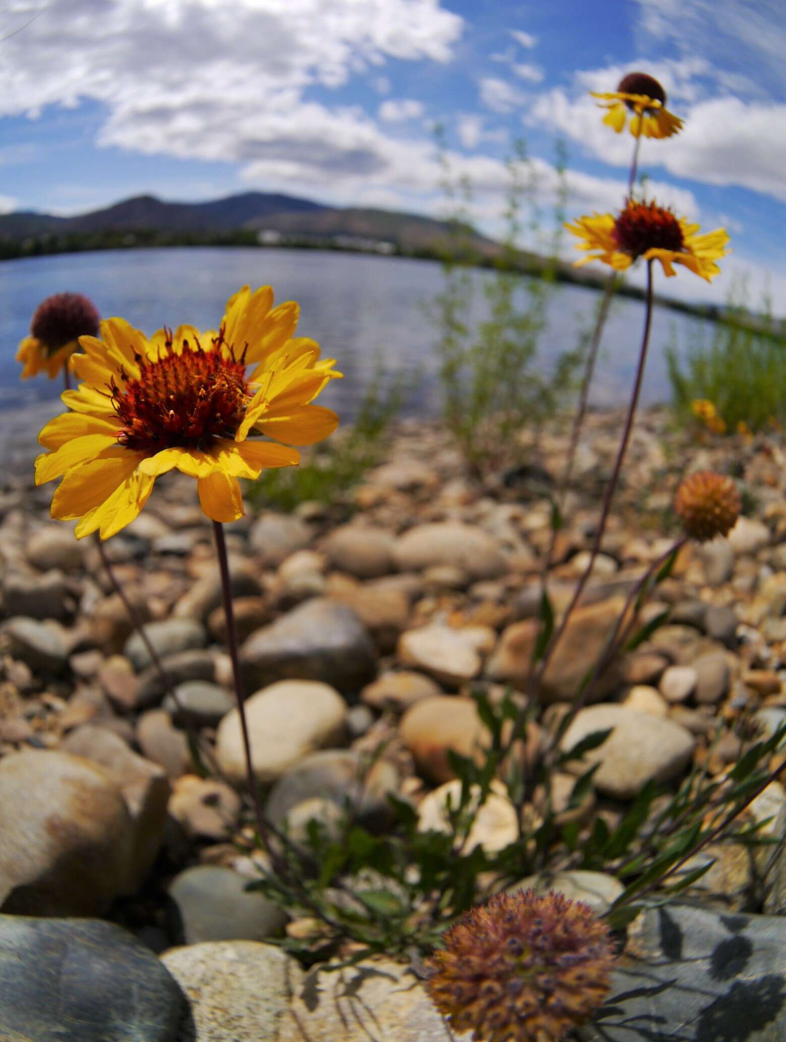 Image of Common perennial gaillardia