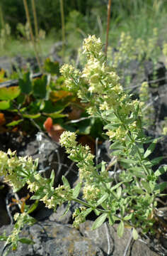 Image of Intermountain bedstraw