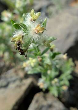 Image of Intermountain bedstraw