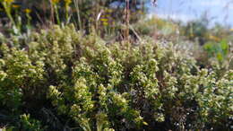 Image of Intermountain bedstraw