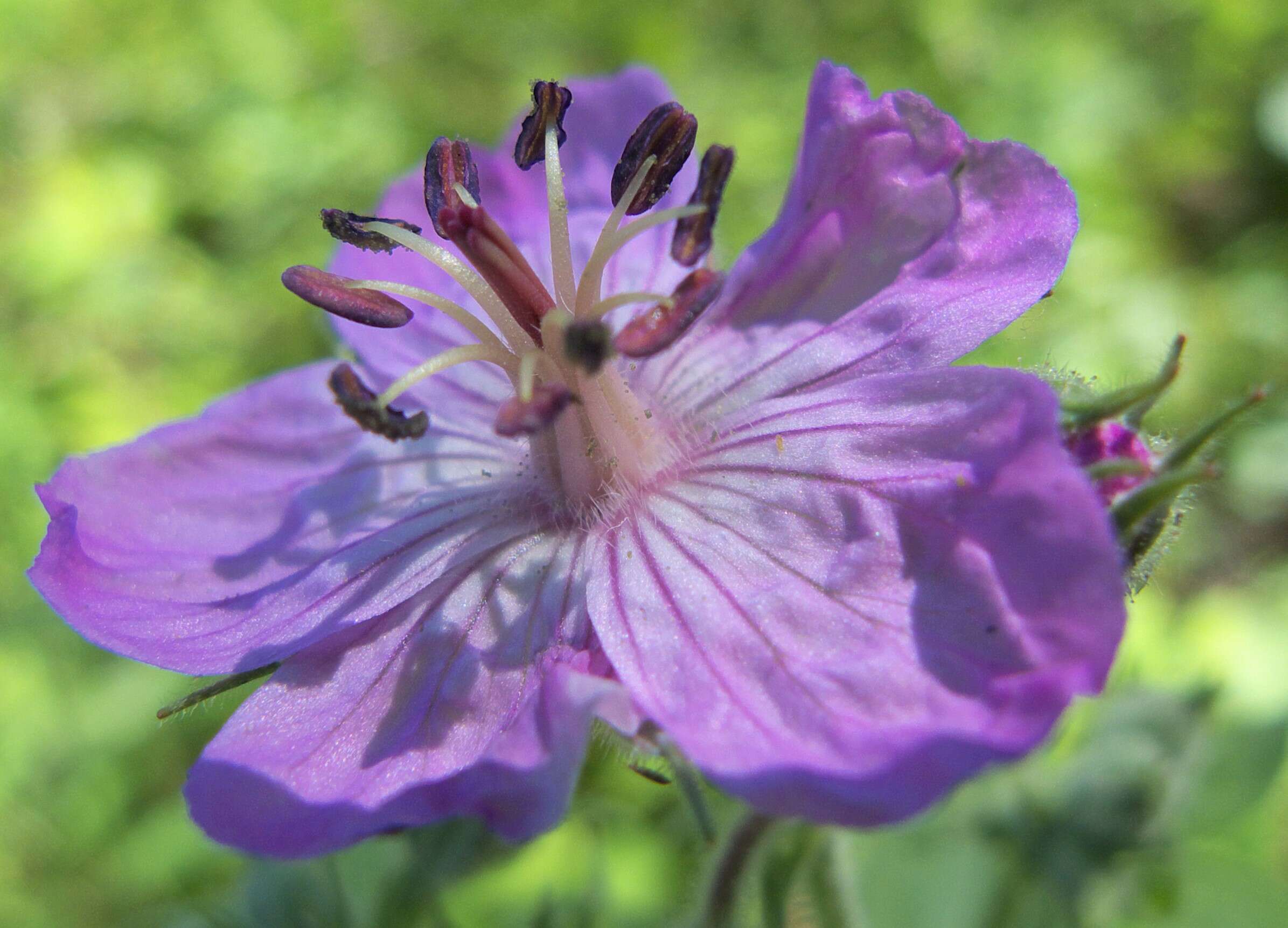 Plancia ëd Geranium viscosissimum Fisch. & C. A. Mey. ex C. A. Mey.