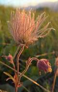 Image of old man's whiskers