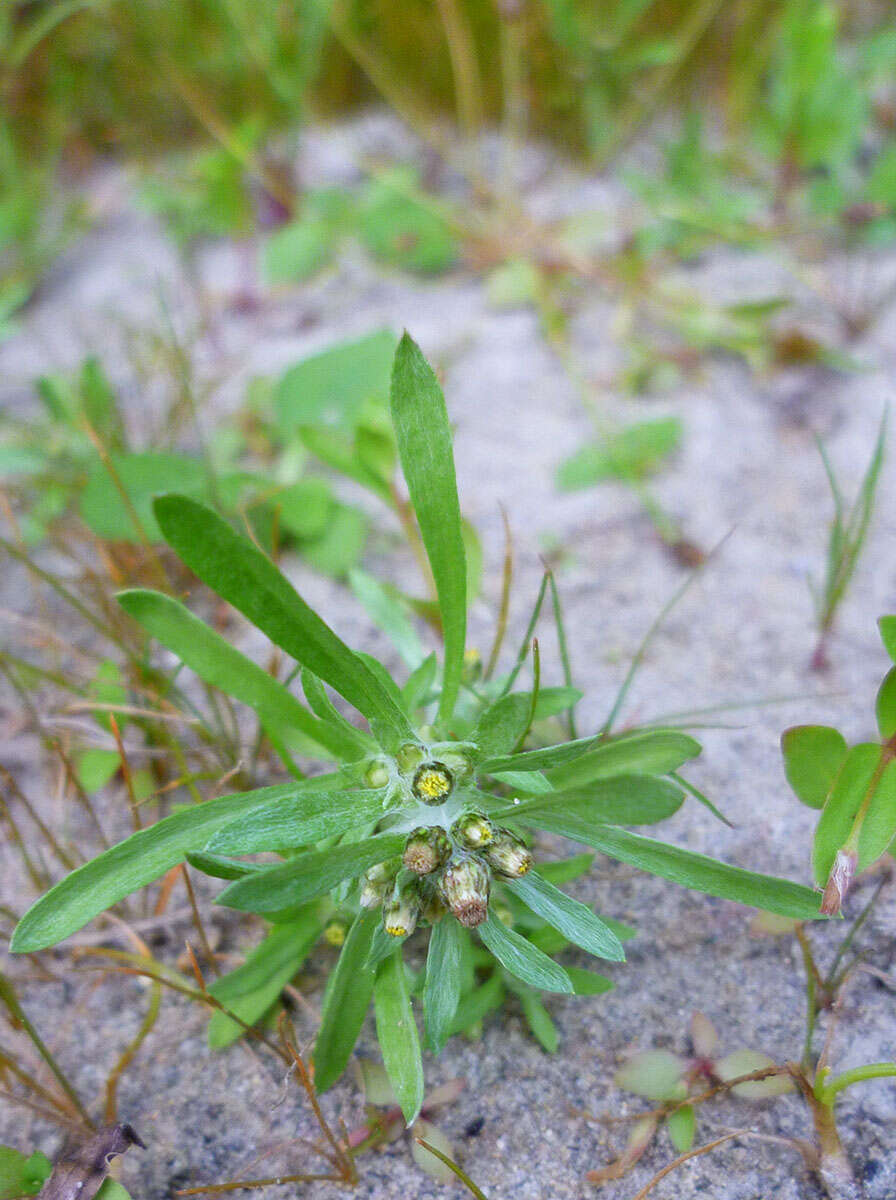 Image of western marsh cudweed