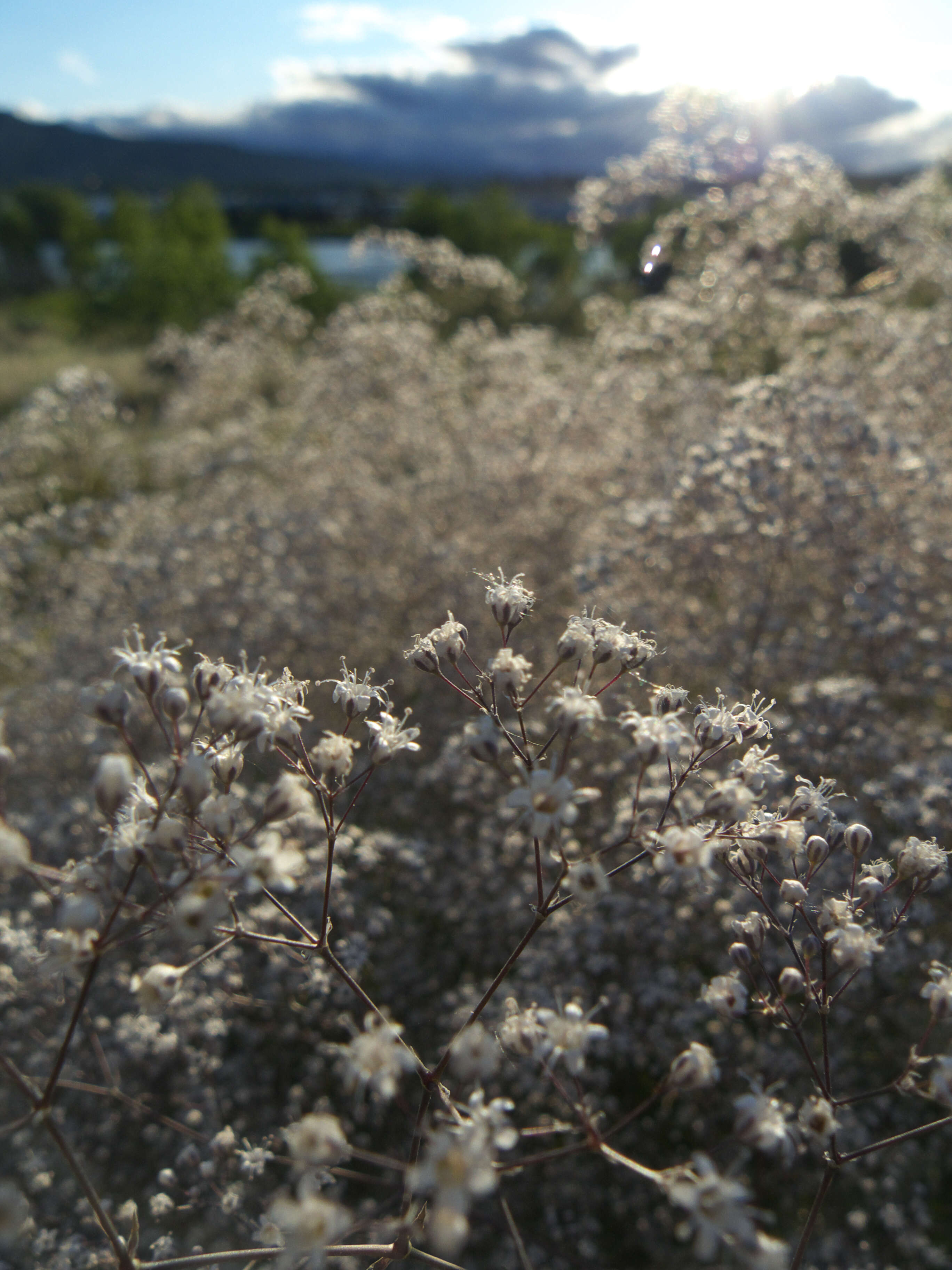 Image de Gypsophila paniculata L.