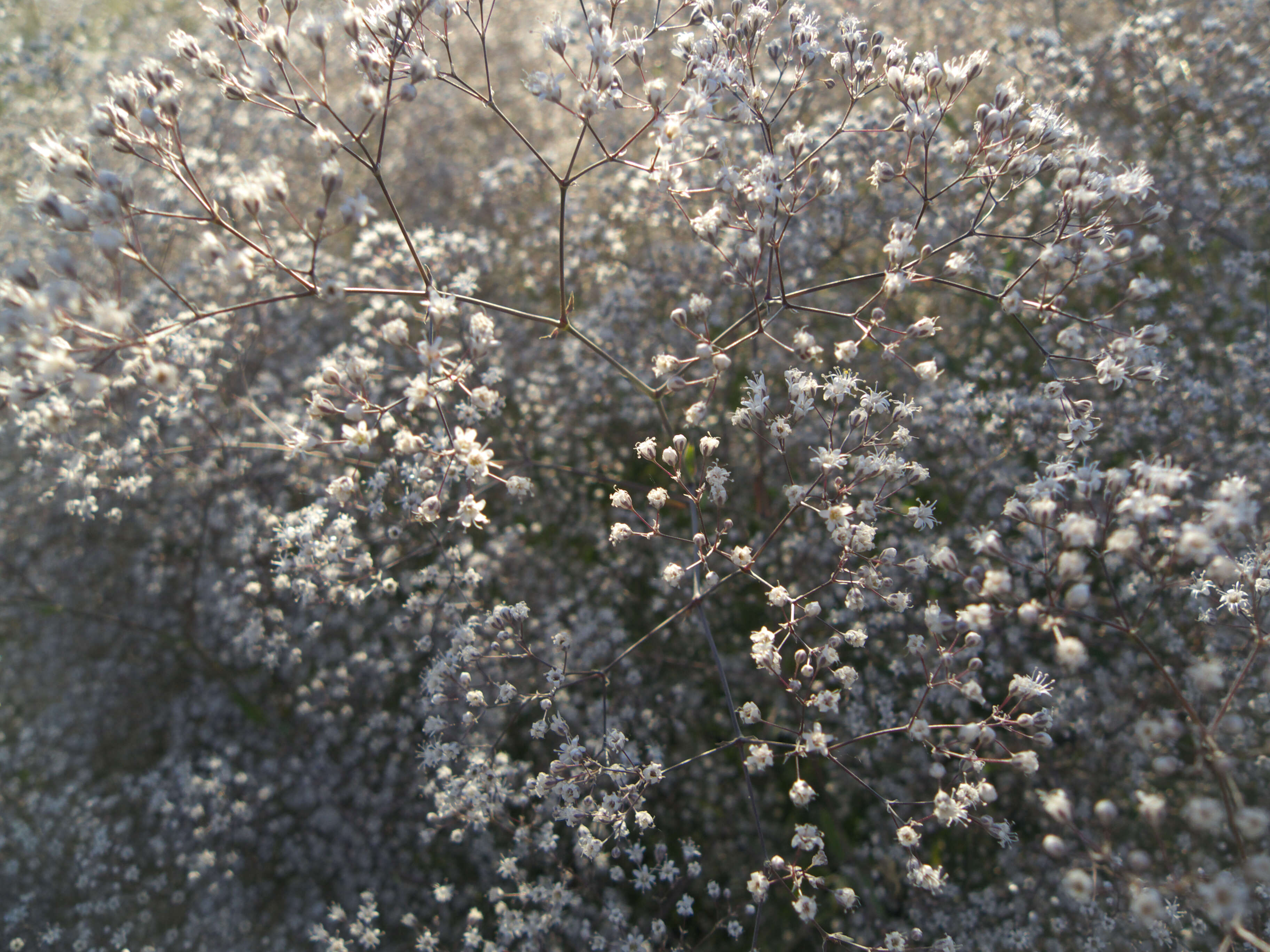 Image de Gypsophila paniculata L.