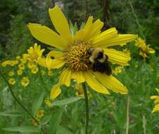 Sivun Helianthella uniflora (Nutt.) Torr. & A. Gray kuva