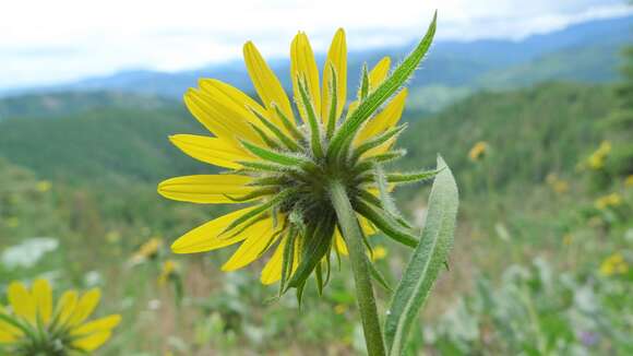 Image of oneflower helianthella