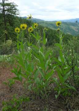 Image of oneflower helianthella