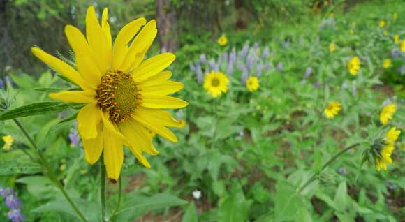 Image of oneflower helianthella