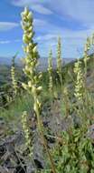 Image of roundleaf alumroot