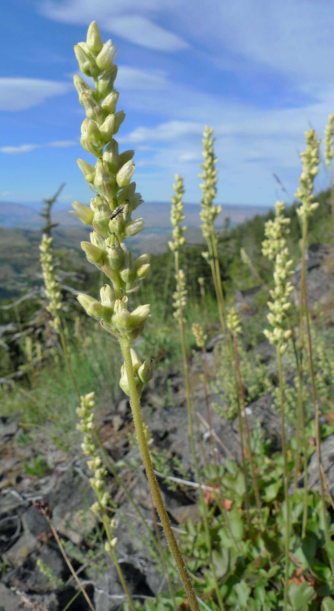 Image of roundleaf alumroot