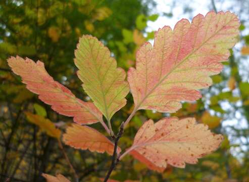 Image de Holodiscus discolor (Pursh) Maxim.