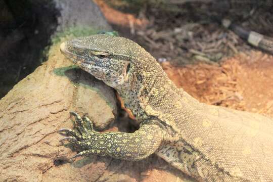 Image of Ornate monitor