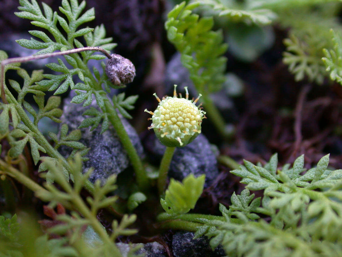 Image of Cotula alpina (Hook. fil.) Hook. fil.