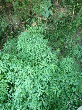 Image of jewelweed