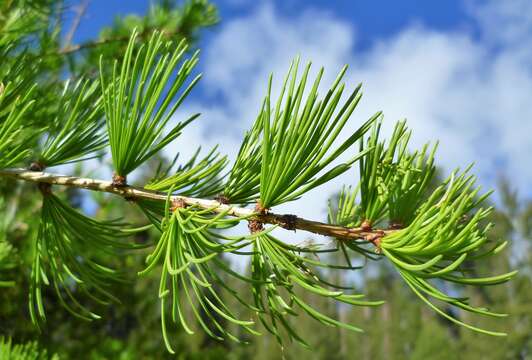 Imagem de Larix occidentalis Nutt.